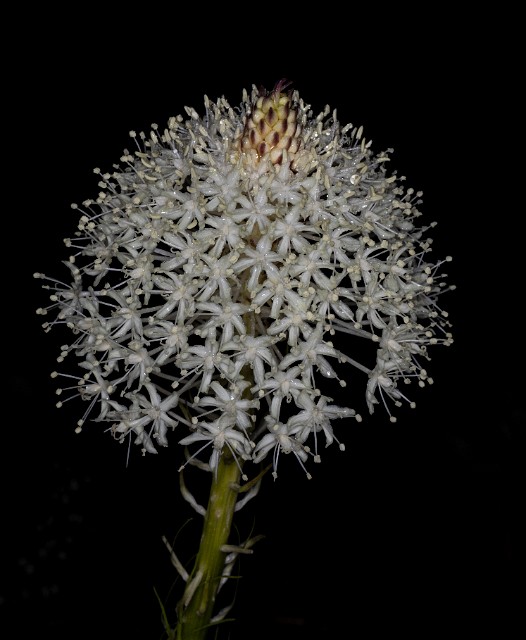 Xerophyllum tenax 20-9712.jpg